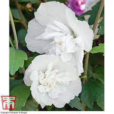 « see the general plant entry for roses of sharon (hibiscus syriacus). Hibiscus Syriacus White Pillar Thompson Morgan