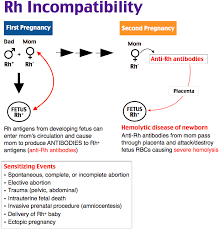 80 Memorable Rh Incompatibility Chart