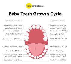 11 12 Baby Tooth Eruption Chart Lasweetvida Com