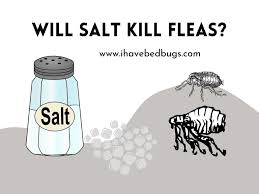 will salt kill fleas all you need to know