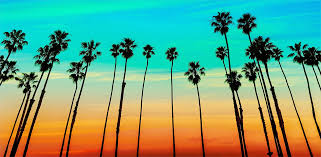 Image result for palm trees