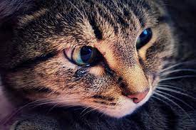 watery eyes in cats symptoms causes