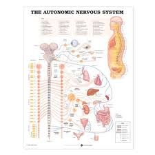 The Autonomic Nervous System Anatomical Chart