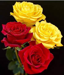 beautiful flowers red rose dpz for