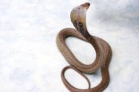 what is the king cobra s life span