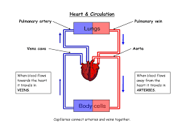 Heart Blood Flow Diagrams Diagram Link Heart Blood Flow