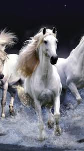 white horses running wallpaper hd