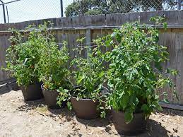 Container Vegetable Gardening For