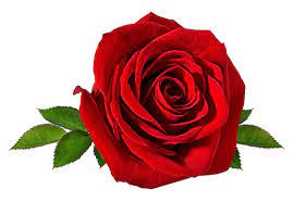 single red rose images browse 178 859
