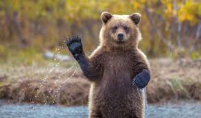 Image result for bear complex
