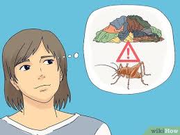 How To Rid Of Spider Crickets 8