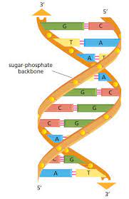 4 dna molecule dna is built with four