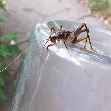 A Cache Of Crickets Field Station