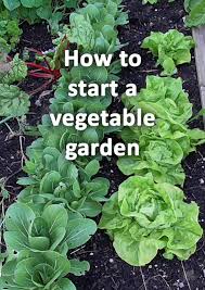 Vegetable Garden 16 Essential Tips