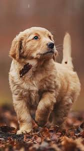 cute dogs wallpapers top 35 best cute
