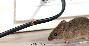 Get Rid Of Mice And Rats In The House