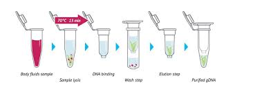 isolation of dna from body fluids