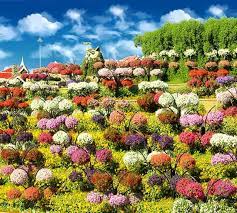 Flower Hill At Dubai Miracle Garden