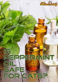 In addition to the essential oils that you buy individually, they often appear in other in short, there aren't any safe essential oils for cats; Is Peppermint Oil Safe For Cats 1 Major Benefit Dangers