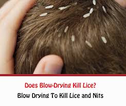 Does ammonia free hair dye kill lice? Does Blow Drying Kill Lice Getridofallthings Com