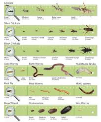 Bearded Dragon Insect Feeder Chart Calciworms Are Also