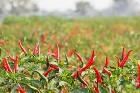 Growing Hot Peppers – How To Grow Chili Peppers At Home