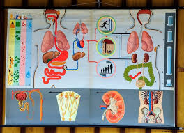 Vintage Anatomical Pull Down Wall Chart Hagemann Human Body