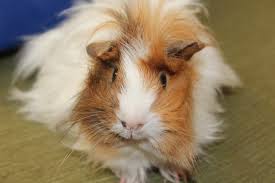 Ever wondered how to give a guineas pig a bath? Peruvian Guinea Pig 2021 Comprehensive Care Guide