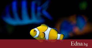 Виж над【316】 обяви за рибки за аквариум с цени от 1 лв. Koi Sa Naj Podhodyashite Akvariumni Ribi Za Malchuganite Vkshi Tajniyat Zhivot Na Domashnite Lyubimci Edna Bg