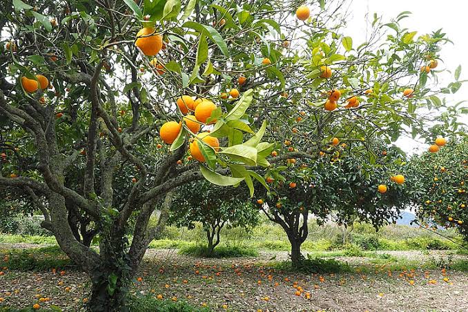 ORANGE (Citrus sinensis)