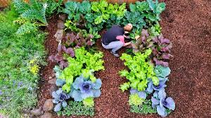 Start A Fall Vegetable Garden