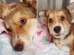 We are dedicated to ending the homeless pet epidemic through adoptions, spay/neuter, and education. Utah Dog Beaten Humane Society Of Utah Seeking Donations To Help With Severely Beaten Dog