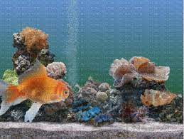 fish bp fish aquarium free