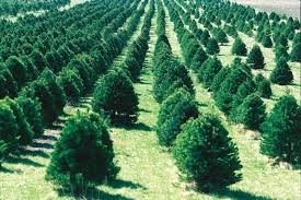 Image result for christmas trees