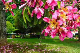 The persian silk tree (albizia julibrissin f. Branch Of Pink Flower Tree Blossoming In A Park In Lisbon Silk Stock Photo Picture And Royalty Free Image Image 95185775