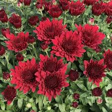 Red Flowers For A Gorgeous Garden