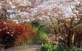 secret garden gr trees blossom