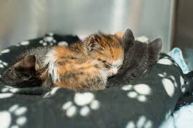 The first week, your little kitty can sleep more than 20 hours a day: Raising Orphaned Kittens Kitten Rescue