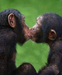 Pin de Susana Rossi en monos | Animales riendo, Fotos de mono, Monos  animales