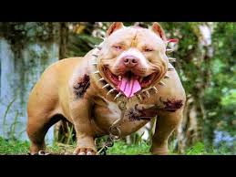 Top 10 most dangerous dog breeds in the world dobermann pinscher. 12 Most Dangerous Dogs In The World Youtube