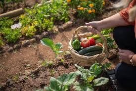 Make Your Own Vegetable Garden What To