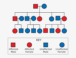 Medium To Large Size Of Free Family Tree Genetic Chart