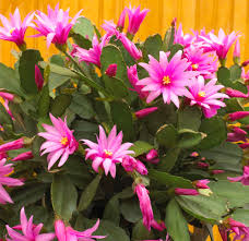It can wilt and die when the amount of water is not enough. Christmas Cactus Better Homes Gardens