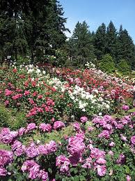 international rose test garden wikiwand