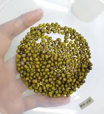 Karna air yang diperlukan biji kacang hijau diserap oleh jelly. Minggu Ke10 Eksperimen Percambahan Biji Benih