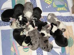 We have akc registered great dane puppies available for sale. Darling Danes Great Dane Breeder Orwell Ohio
