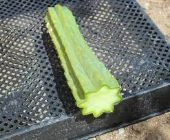 To grow a successful cactus you must let the fresh cutting callus over and heal. How To Propagate Your San Pedro Cactus