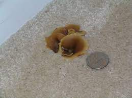 identify carpet fungus interior
