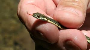 what do baby garter snakes eat and