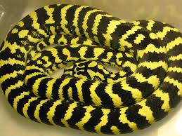 jungle carpet python facts and pictures